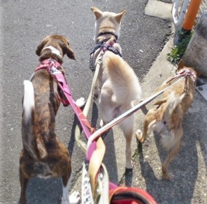 2月2日 フェリスちゃん避妊手術 犬の合宿所 In 高槻