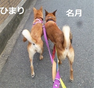 名月君とひまりちゃんは大親友 犬の合宿所 In 高槻