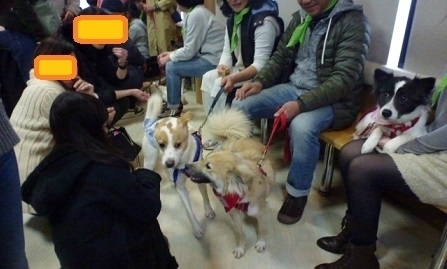 里親募集会 大盛況でしたヽ O 丿 犬の合宿所 In 高槻