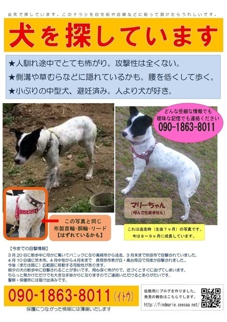 迷子のマリーちゃん最新目撃情報 犬の合宿所 In 高槻