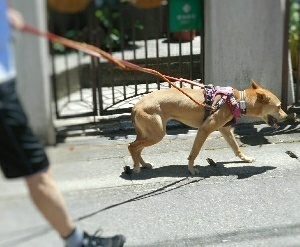 ドキドキ 真綾のトライアルが始まった 犬の合宿所 In 高槻