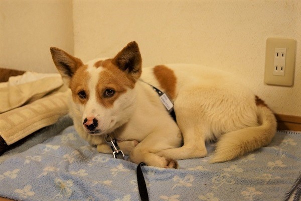 寂しがり屋の新入くん 犬の合宿所 In 高槻