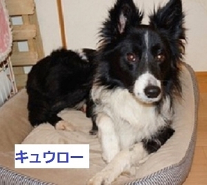 DSC0804920-20E382B3E38394E383BC-thumbnail2_NEW.jpg