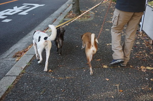 DSC08065.JPG