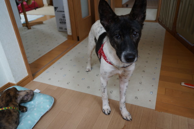 新入りしろみちゃんとゲン ダッツ 犬の合宿所 In 高槻