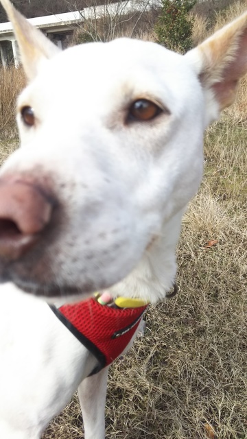 かぐやちゃんの可愛いところ 犬の合宿所 In 高槻