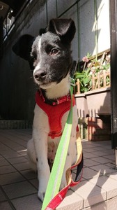 DSC_1940-0a04f.JPG
