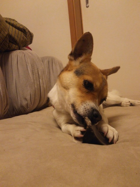 サラちゃん めっちゃかわいいですよ 犬の合宿所 In 高槻