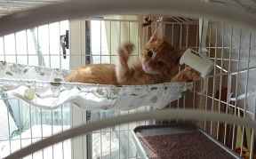 ①子猫ハンモックでえいやー20161201_003046.jpg