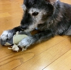 おもちゃ.jpg