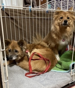 くまくんとなっちゃん1618241705618.jpg