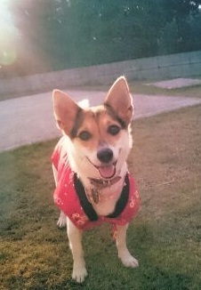 ももちゃん1483072906704.jpg