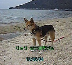 りゅう琵琶湖を見る.jpg