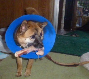 キアラ (2).JPG