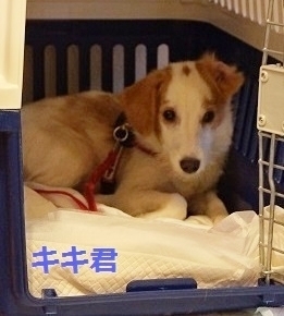キキ君_NEW.jpg