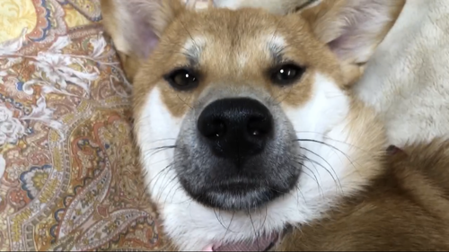 コガラシ４月25.png