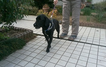 ゴーIMG_20170215_152629.jpg