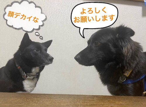 サダ２.jpg