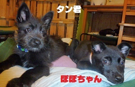タンポポ.jpg