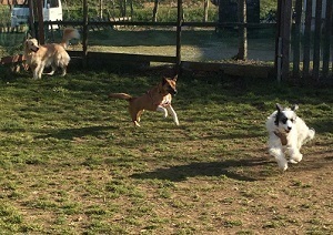 ドッグランぽっぽIMG_9451.jpg