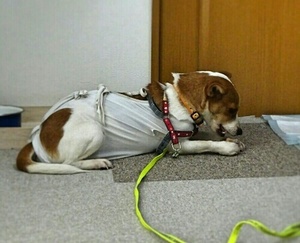 ヒヅメに夢中.jpg