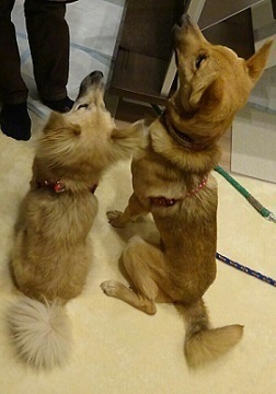 リョーマ風か20180226_221010.jpg