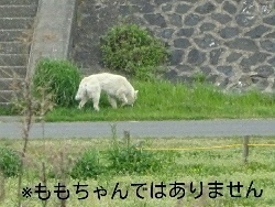 別の白犬.jpg