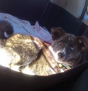 子犬mini_170106_1128.jpg