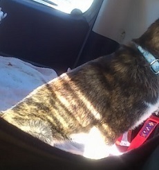 子犬mini_170106_11280001.jpg