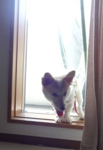 小藪ベランダ2.jpg