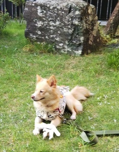 軍手見つけたDSC_0838.jpg