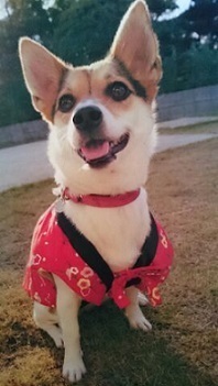 2017年賀状 (2).jpg