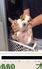 3子犬オスattachment03.jpg