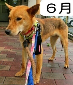 マー君の毛色が変わった 犬の合宿所 In 高槻