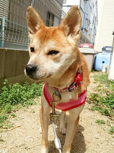 ひなちゃん 犬の合宿所 In 高槻