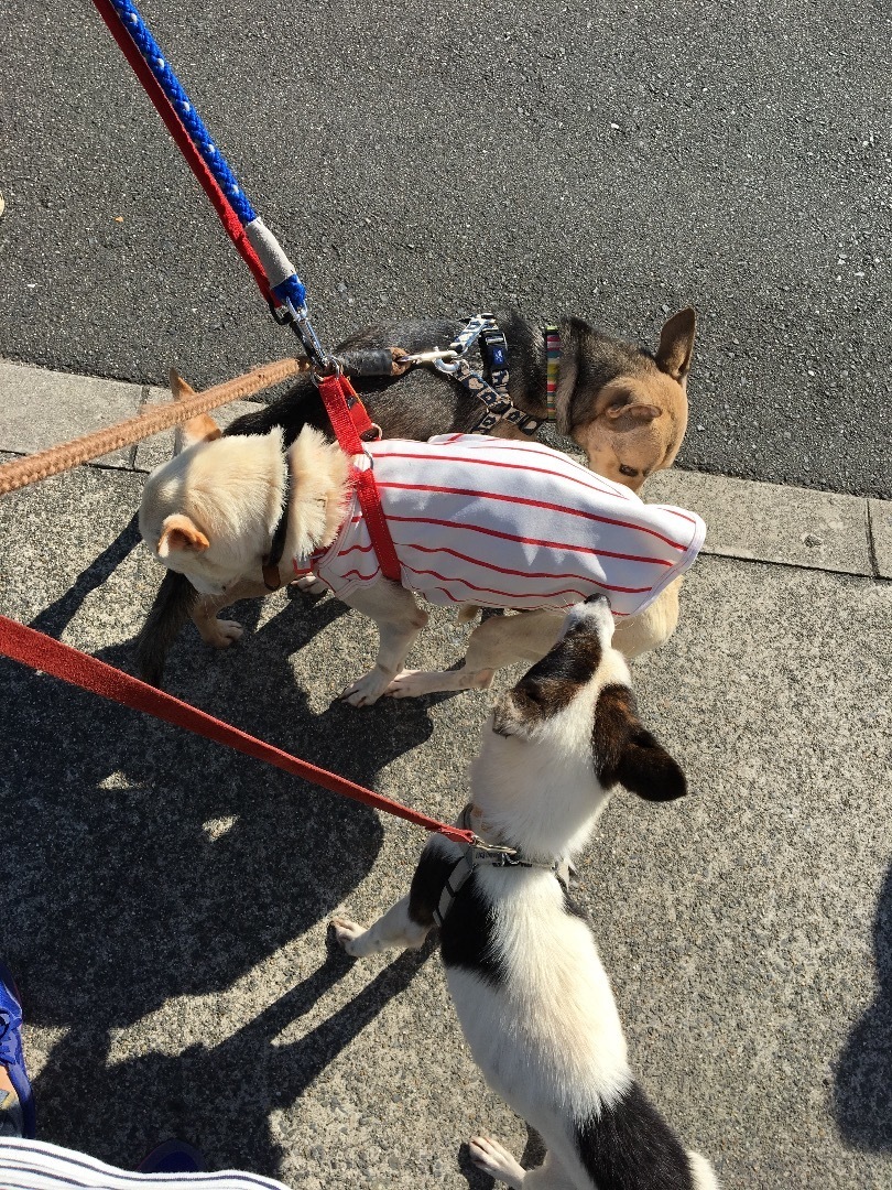 桃金チキン 犬の合宿所 In 高槻