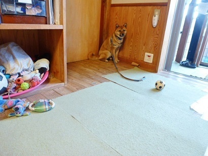 蘭丸君 おじゃま虫 〆 犬の合宿所 In 高槻