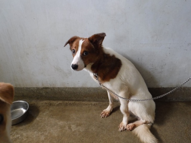 ガリガリ ひょろひょろのラモちゃん 犬の合宿所 In 高槻