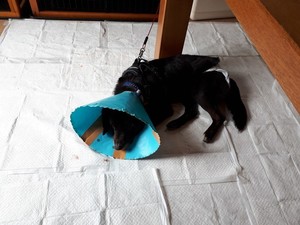 20180406_115753.jpg