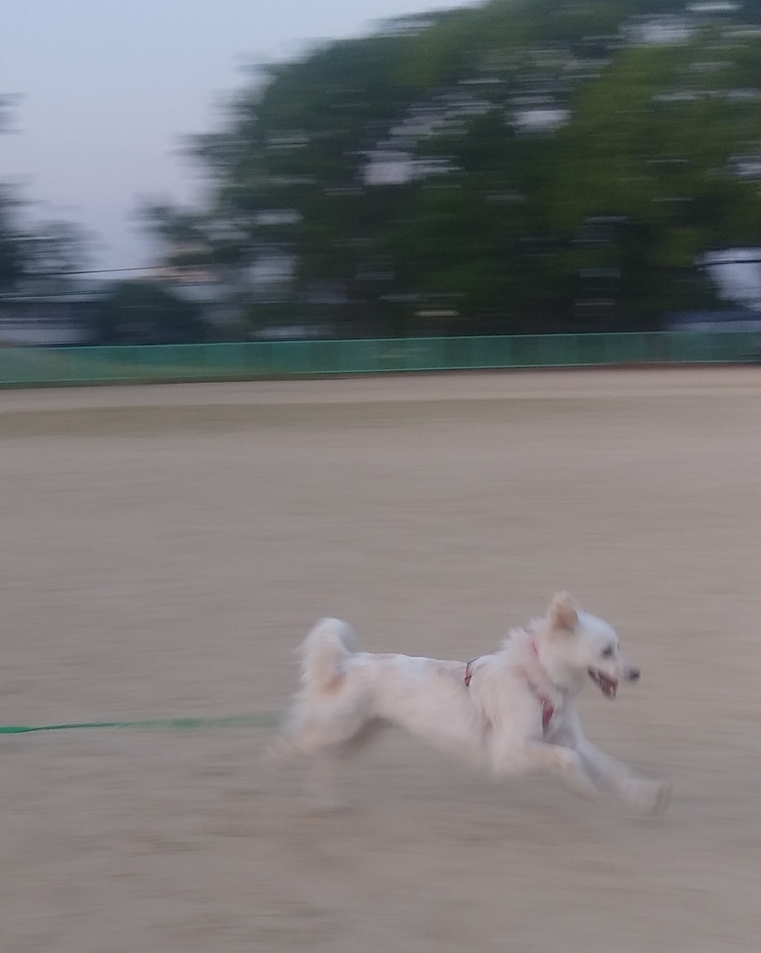 ユキミちゃんは美しいだけでない 犬の合宿所 In 高槻