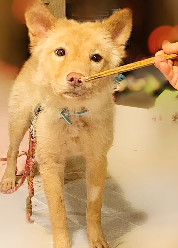 日記 犬の合宿所 In 高槻