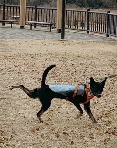 image14.jpeg