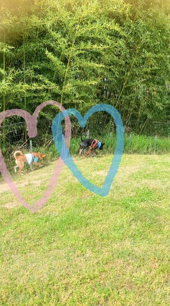 image21.jpeg