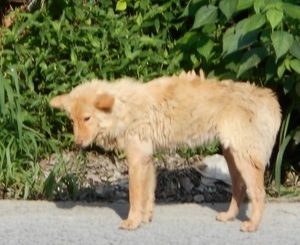 kico02.jpg