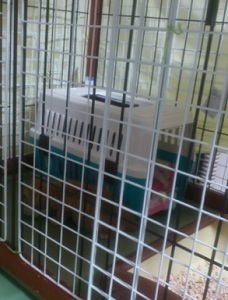 raita5mini_170701_2011.jpg